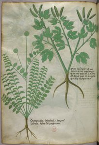 Botanisk illustration, ca 1440 (bläck  färg på pergament) av Italian School
