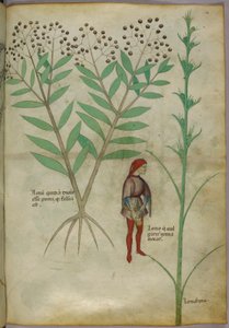 Botanisk illustration av en växt och en man som urinerar i en kruka, ca 1440 (bläck & färg på papper) av Italian School