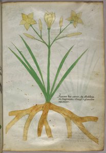 Botanisk illustration av en växt, ca 1440 (bläck  färg på pergament) av Italian School