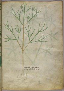 Botanisk illustration av en växt, ca 1440 (bläck  färg på pergament) av Italian School