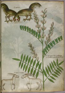 Botanisk illustration av en växt, två getter och två fåglar, ca 1440 (tusch  färg på pergament) av Italian School