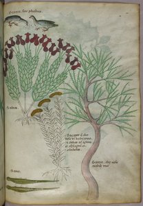 Botanisk illustration av en växt med fåglar och insekter, ca 1440 (tusch  färg på pergament) av Italian School