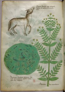 Botanisk illustration av växt med häst, ca 1440 (tusch  färg på pergament) av Italian School
