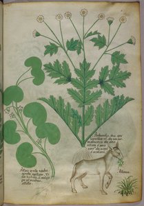 Botanisk illustration av växter och en åsna, ca 1440 (bläck  färg på pergament) av Italian School