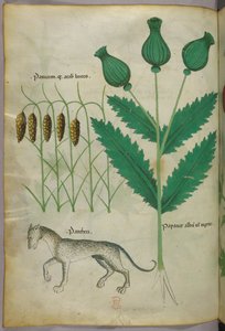 Botanisk illustration av växter och en panter, ca 1440 (tusch  färg på pergament) av Italian School