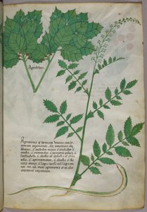Botanisk illustration av växter och en orm, ca 1440 (tusch  färg på pergament) av Italian School