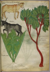 Botanisk illustration av växter och tjurar, ca 1440 (bläck  färg på pergament) av Italian School