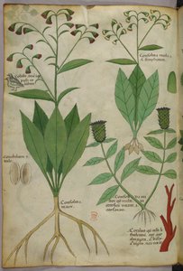 Botanisk illustration av växter och koraller med en orm och en hjort, ca 1440 (bläck  färg på pergament) av Italian School