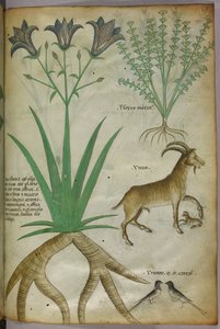 Botanisk illustration av växter, fåglar och getter, ca 1440 (tusch  färg på pergament) av Italian School