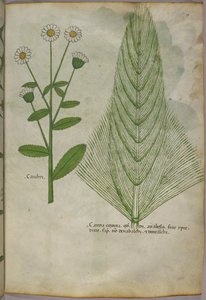Botanisk illustration av växter, ca 1440 (bläck  färg på pergament) av Italian School