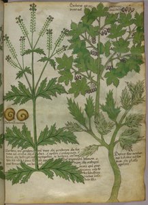 Botanisk illustration av växter, ca 1440 (bläck  färg på pergament) av Italian School