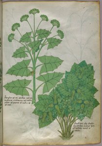 Botanisk illustration av växter, ca 1440 (bläck  färg på pergament) av Italian School