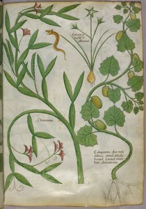 Botanisk illustration av växter, bl.a. en klematis, och en orm, ca 1440 (tusch  färg på pergament) av Italian School