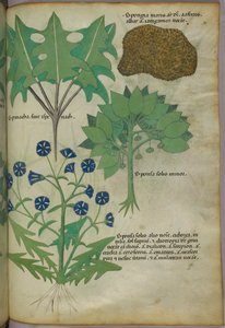 Botanisk illustration av växter, bl.a. en svamp, ca 1440 (tusch  färg på pergament) av Italian School