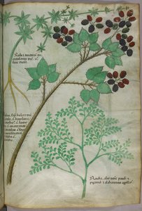 Botaniska illustrationer av krapp [rubea]; björnbär [rubus]; rue [ruta], ca 1440 (bläck  färg på pergament) av Italian School