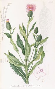 Cardus cichoraceus och Gnaphalium pendululare, 1811-1838 av Italian School