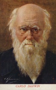 Charles Darwin (1809-1882), engelsk naturforskare (färglitografi) av Italian School