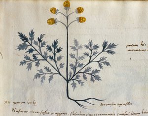 Torsk. 2007 Artemisia, medicinalväxt från en 