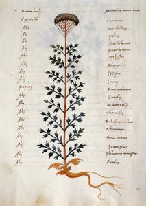 Torsk. 2377 Artemisia, medicinalväxt från en 