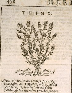 Vanlig timjan (Thymus vulgaris), gravyr av Castore Durante av Italian School