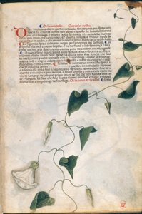 Convolvulus Plant, illustration från 