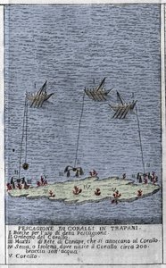 Korallfiske i Trapanibukten på Sicilien, en representation av små undervattensöar där koralltunnor bildas. Gravyr från "" Stato Presente della Sicilia"" av Arcangelo Leanti, Palermo 1761 av Italian School