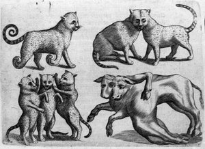 Olika typer av monster: katter och kor med flera kroppar. Gravyr från "Monstrens natur, deras orsaker och skillnader" av Fortunio Whilei (1577-1656), italiensk vetenskapsman. 1646 av Italian School