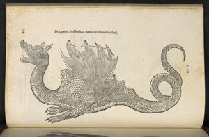 Etiopisk drake "Ormen och drakens historia bok två", Bologna av Ulisse Aldrovandi av Italian School