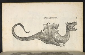 Etiopisk drake, 