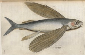 Flygfisk, illustration från 