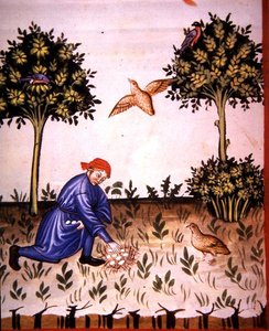 Fol.66v Samlar rapphönsägg, illustration från 