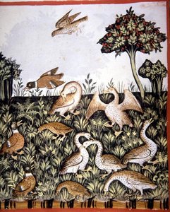 Fol.69v Ankor och gäss, illustration från 