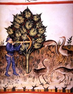 Fol.70v jaktkran, illustration från 