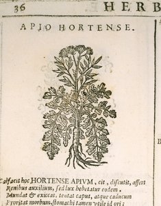 Trädgårdspersilja (Petroselinum crispum), gravyr av Castore Durante av Italian School