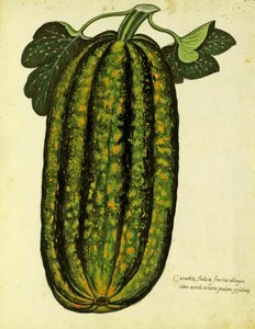 Grön avlång squash av Ulisse Aldrovandi (1522 - 1605) plåt publicerad i Piante Fiori Frutti (handfärgad gravyr). av Italian School