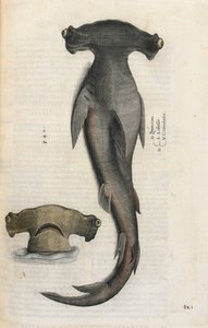 Hammarhaj, illustration från 