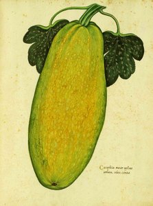 Heirloom Squash av Ulisse Aldrovandi av Italian School
