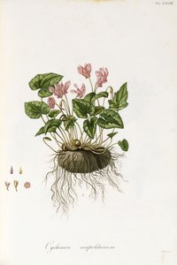 Murgrönabladiga cyklamen - Cyclamen Neapolitanum, 1811-1838 av Italian School
