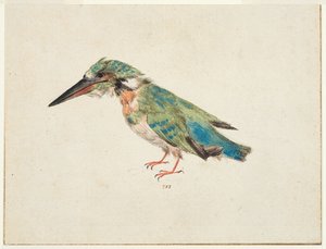Kingfisher, ca 1650-99 (svart krita, akvarell, kroppsfärg på lagt papper, nedlagd, med brunt bläck inramade linjer på tre kanter) av Italian School