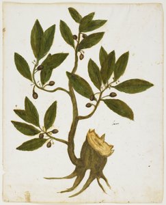 Laurel Tree (Laurus nobilis) (wc & tempera på papper) av Italian School