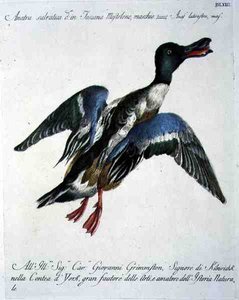Gräsand på flykt, ca 1767-76 (handfärgad gravyr) av Italian School