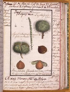 Ms 115 Chestnut, från Dizionario di Botanica (penna & bläck och wc på papper) av Italian School