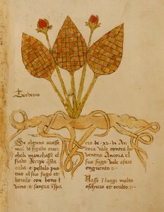 Ms 1591 Fol.19r Herba Teoderis (vellum) av Italian School