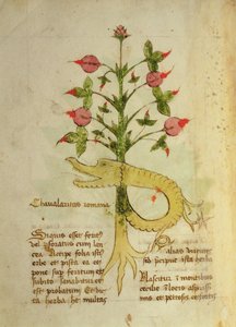 Ms 1591 Fol.6v Herb of Roman Chivalry, sent c.15th (vellum) av Italian School