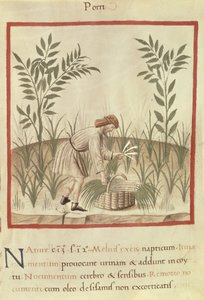 Ms 3054 f.22 Skörda purjolök, från 