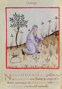 Ms 3054 f.22 Harvesting galangal, från 