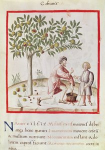 Ms 3054 fol.31 Skörda och koka kastanjer, från 