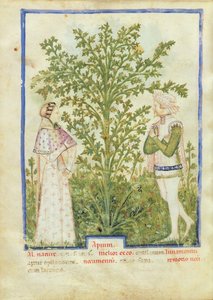 Nouv Acq Lat 1673 fol.28v Selleri, från Tacuinum Sanitatis, ca 1390-1400 av Italian School