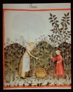 Nova 2644 f.32r Samlande Dill av Italian School