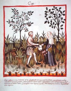 Nova 2644 fol.25v Skörda lök, från Tacuinum Sanitatis Code Vindobonensis (på veläng) av Italian School